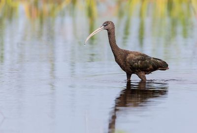 Glossy Ibis