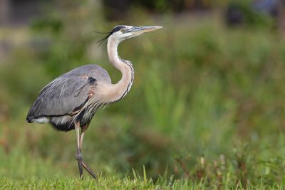 Great Blue Heron