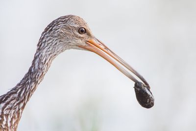 Limpkin