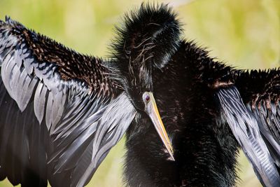 Anhinga