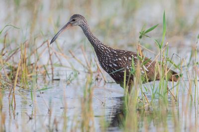 Limpkin