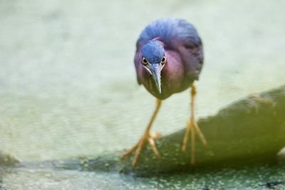 Green Heron