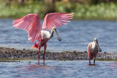 Roseate Spoonbill