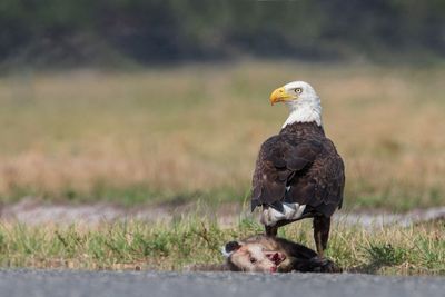 Bald Eagle