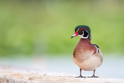 American Wood Duck