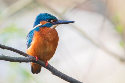 Common Kingfisher