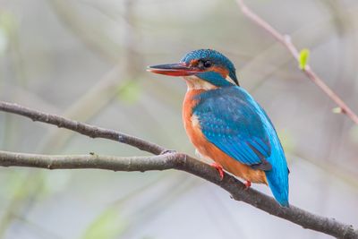 Common Kingfisher