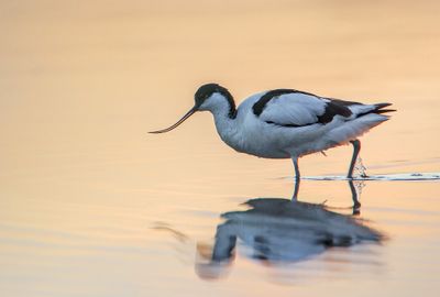 Pied Avocet