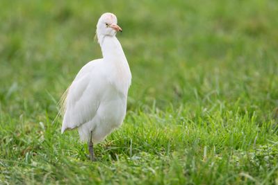 Cattle Egret