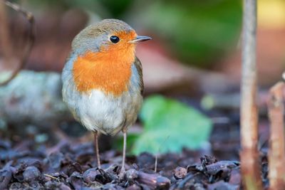 European Robin