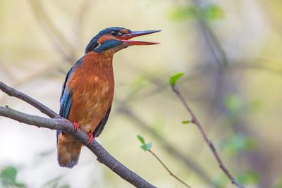 Common Kingfisher