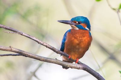 Common Kingfisher