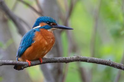 Common Kingfisher