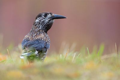 Spotted Nutcracker