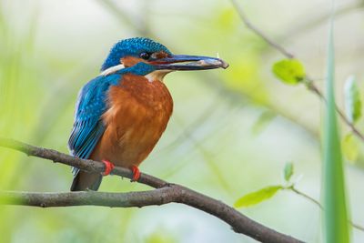 Common Kingfisher