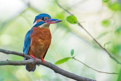 Common Kingfisher