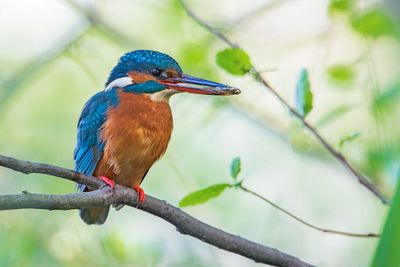 Common Kingfisher