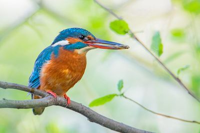 Common Kingfisher