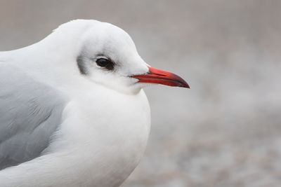 Black-headed Gull