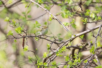 Pallas's Leaf Warbler