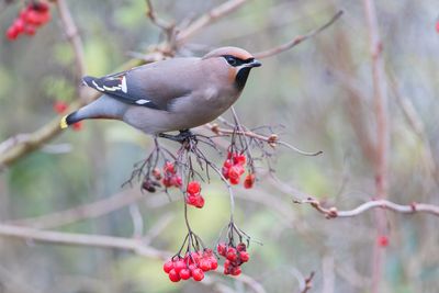 Bohemian Waxwing