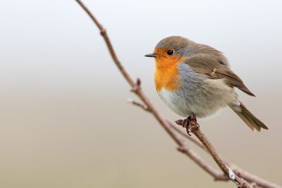 European Robin