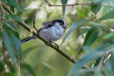 Long-tailed Tit