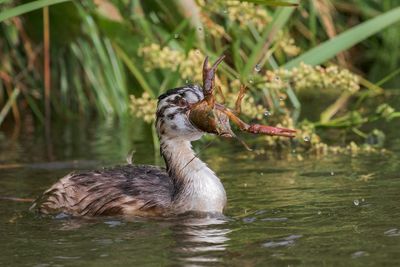 Great Crested Grebe