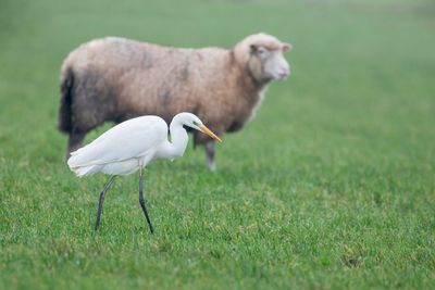 Great Egret