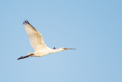 Eurasian Spoonbill