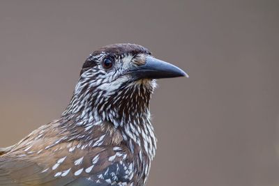 Spotted Nutcracker