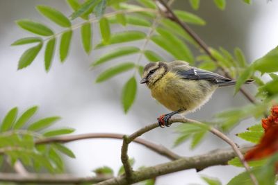 Blue Tit