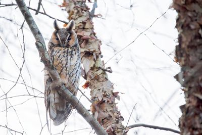 Long-eared Owl