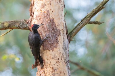 Black Woodpecker
