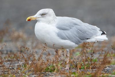 European Herring Gull