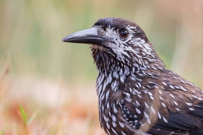 Spotted Nutcracker