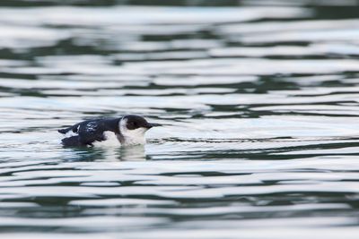 Little Auk