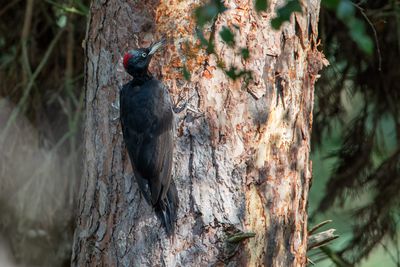 Black Woodpecker