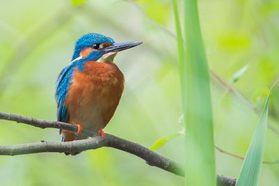 Common Kingfisher