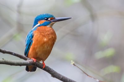 Common Kingfisher