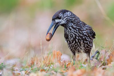 Spotted Nutcracker