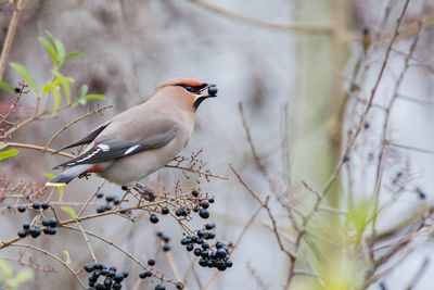 Bohemian Waxwing
