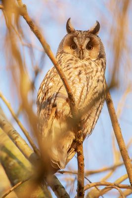 Long-eared Owl