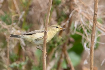 Willow Warbler