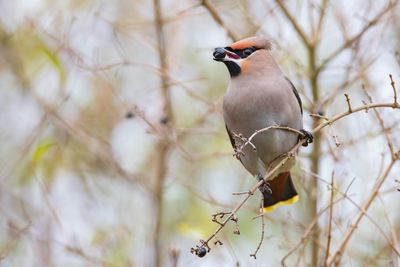 Bohemian Waxwing