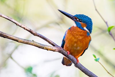 Common Kingfisher