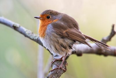 European Robin