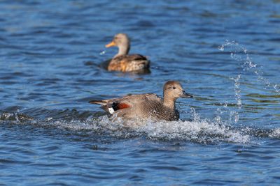 Gadwall