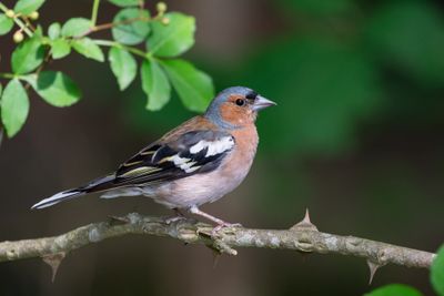 Chaffinch