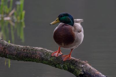 Mallard